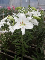 [1827 CrystalBlanca No02.JPG]